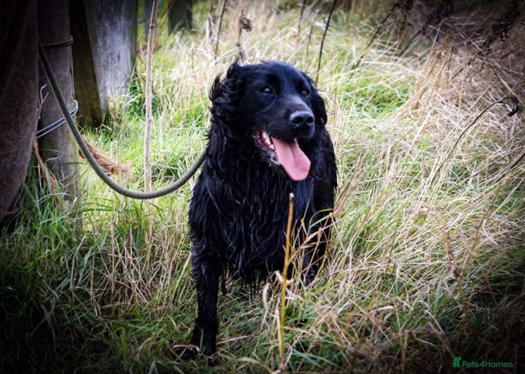 Cocker Spaniel dogs for stud: Health tested kc reg proven cocker spaniel at stud in Chesterfield - Advert 3