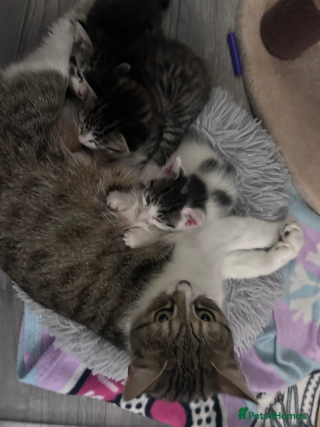 Mixed Breed cats for sale: Healthy, affectionate Kittens ready for  **  - Advert 7