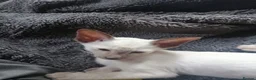 Oriental cats for sale: Oriental Siamese kittens gccf - Advert 13