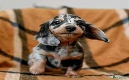 Miniature Dachshund dogs for sale: Beautiful daschund puppies for sale  - Image 8