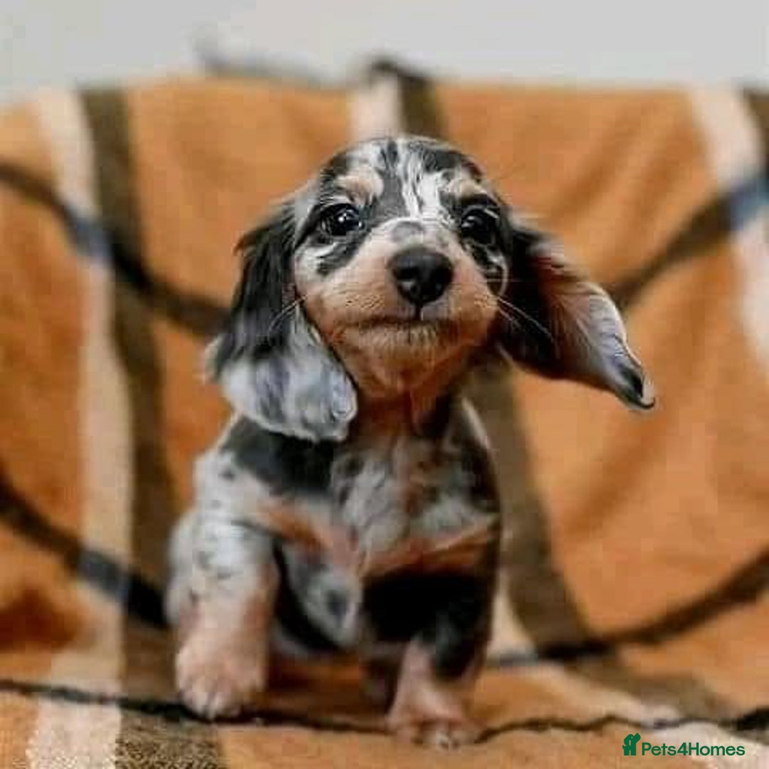 Miniature Dachshund dogs for sale: Beautiful daschund puppies for sale  - Image 8
