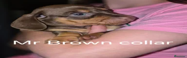 Mr Brown collar Chocolate/Tan