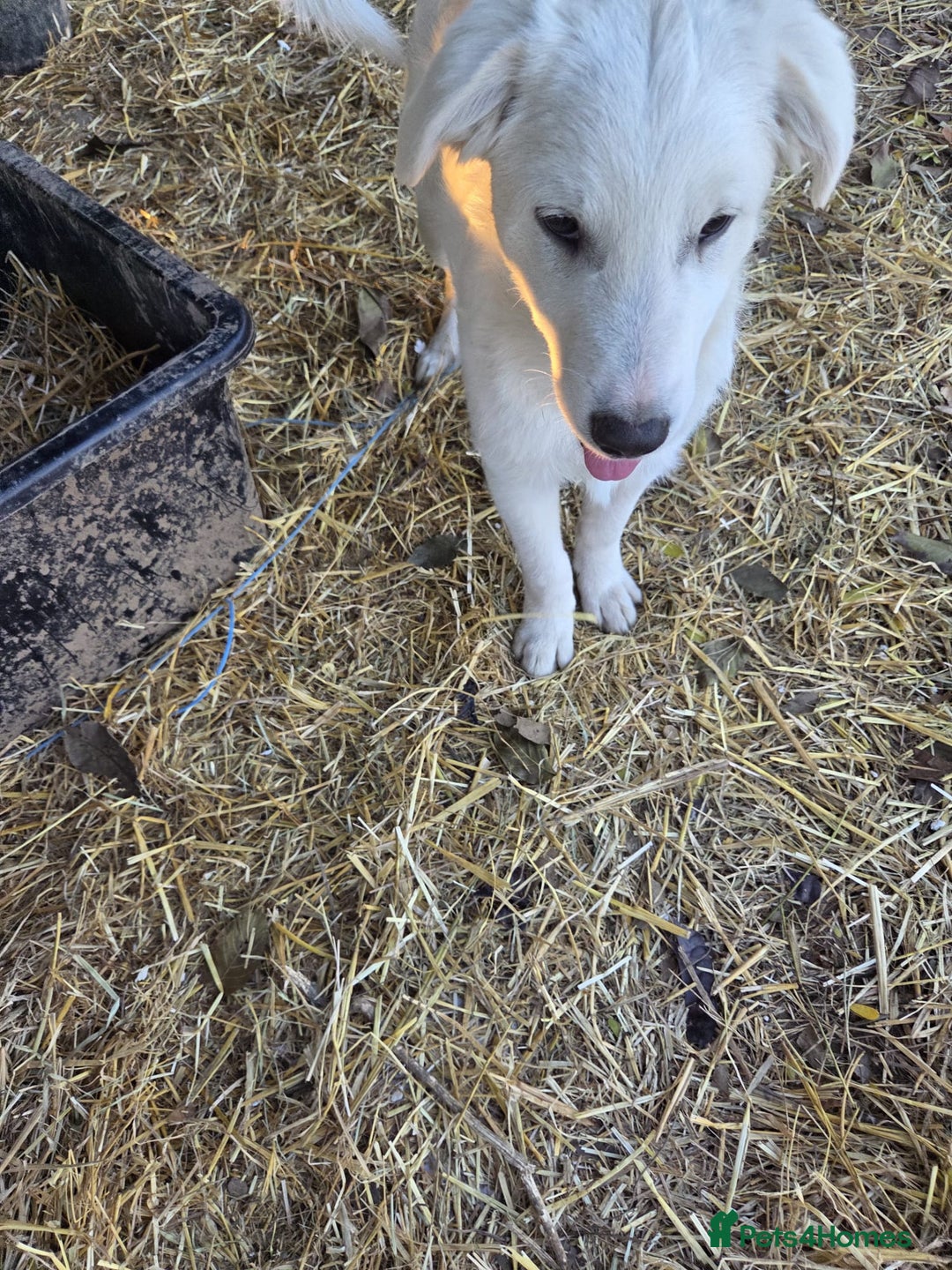 Mixed Breed dogs for adoption: 🐾 Meet BOBBY – Gentle Soul with a Quiet Heart🤍🐶 - Advert 5