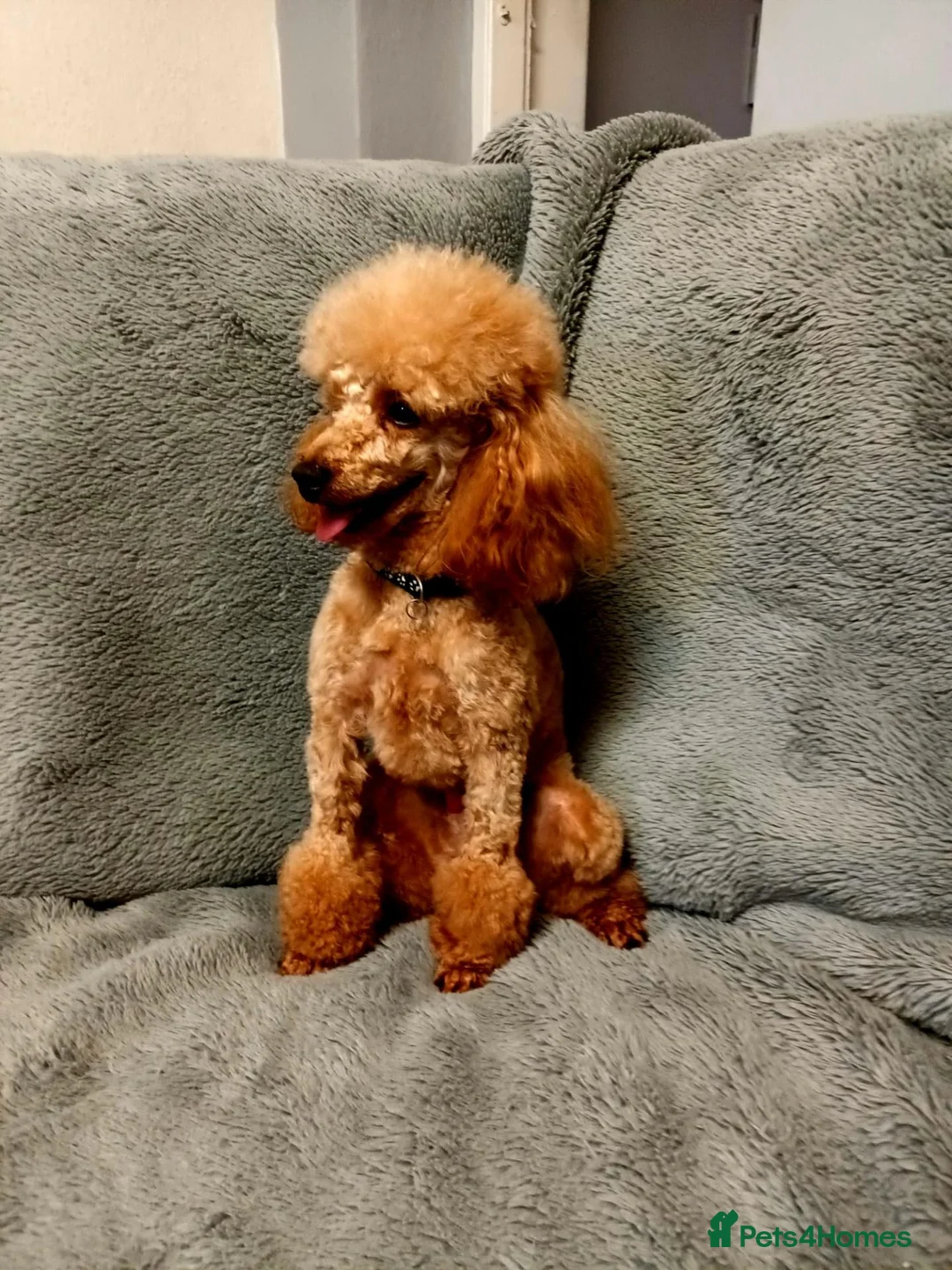 Toy Poodle dogs for stud: Red Toy Poodle stud - Advert 1