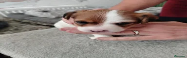 Mixed Breed 3