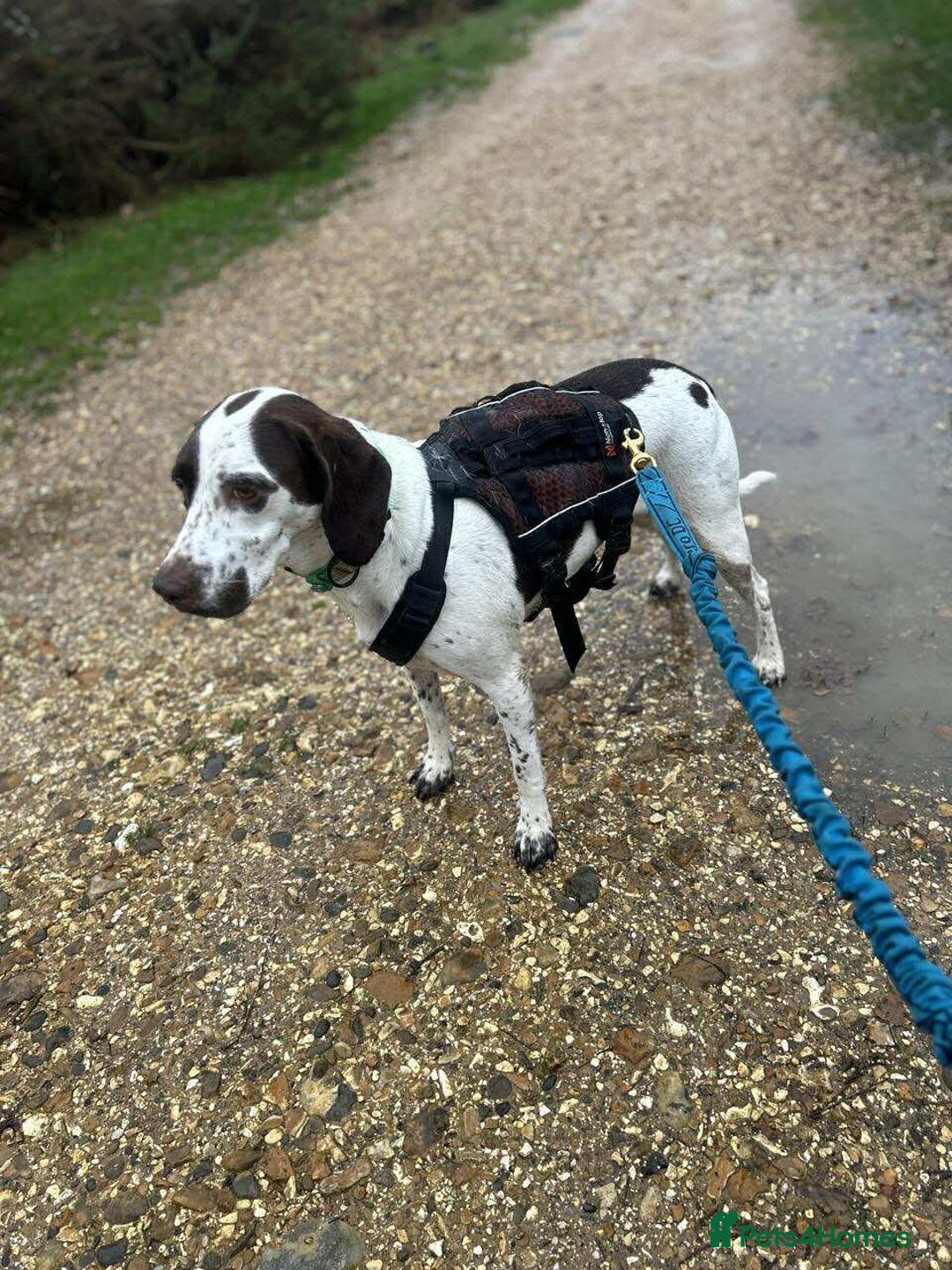 Pointer dogs for adoption: ❤️🐾 Nitsa is ready to keep moving forward 🐾 - Advert 12