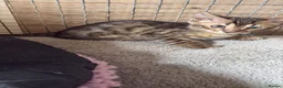 Bengal cats for sale: Pedigreed/registered bengal kittens - Advert 12