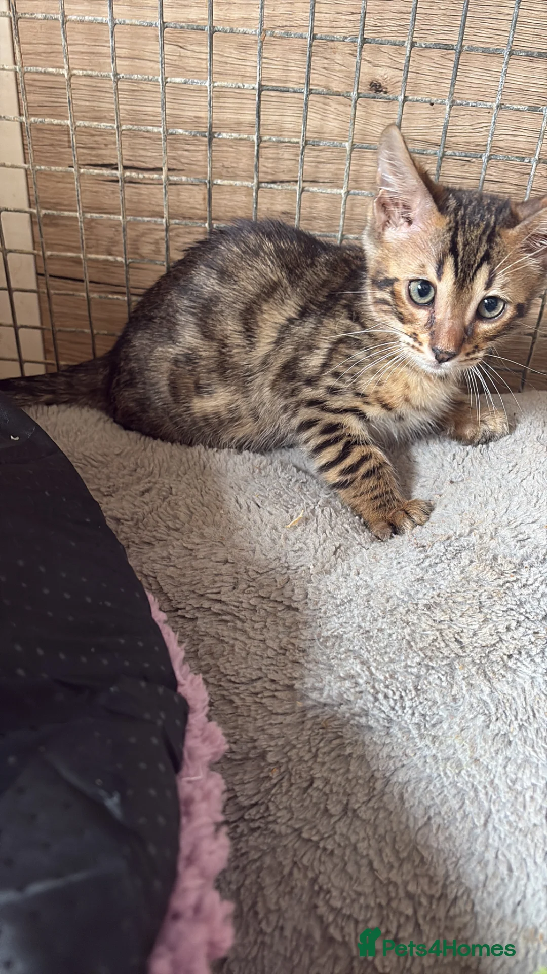 Bengal cats for sale: Pedigreed/registered bengal kittens - Advert 12