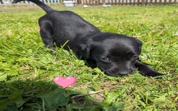Labrador Retriever dogs for sale: Black/red Labrador pups - Image 7