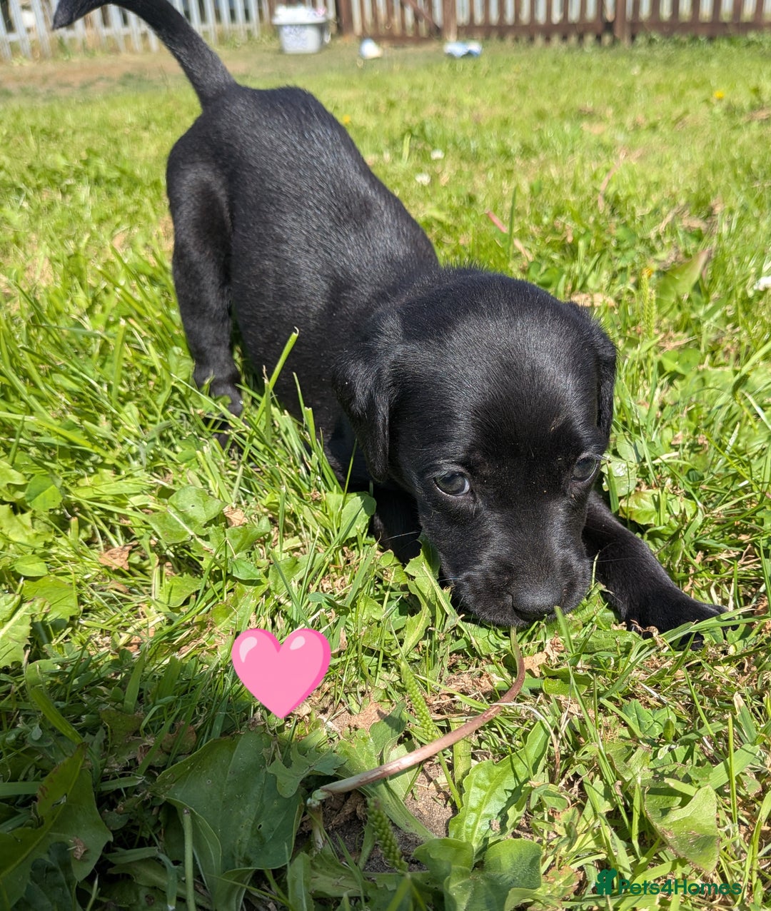 Labrador Retriever dogs for sale: Black/red Labrador pups - Image 7