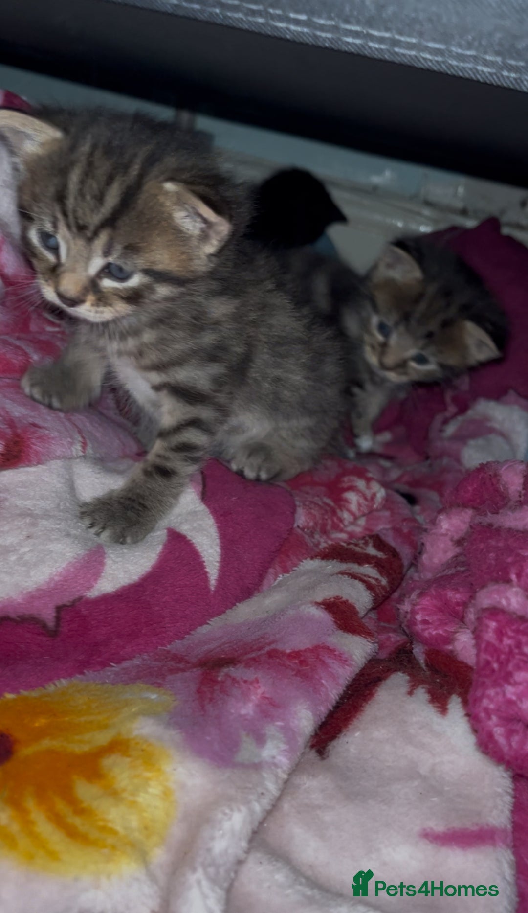 Mixed Breed cats for sale: Kittens  - Advert 3