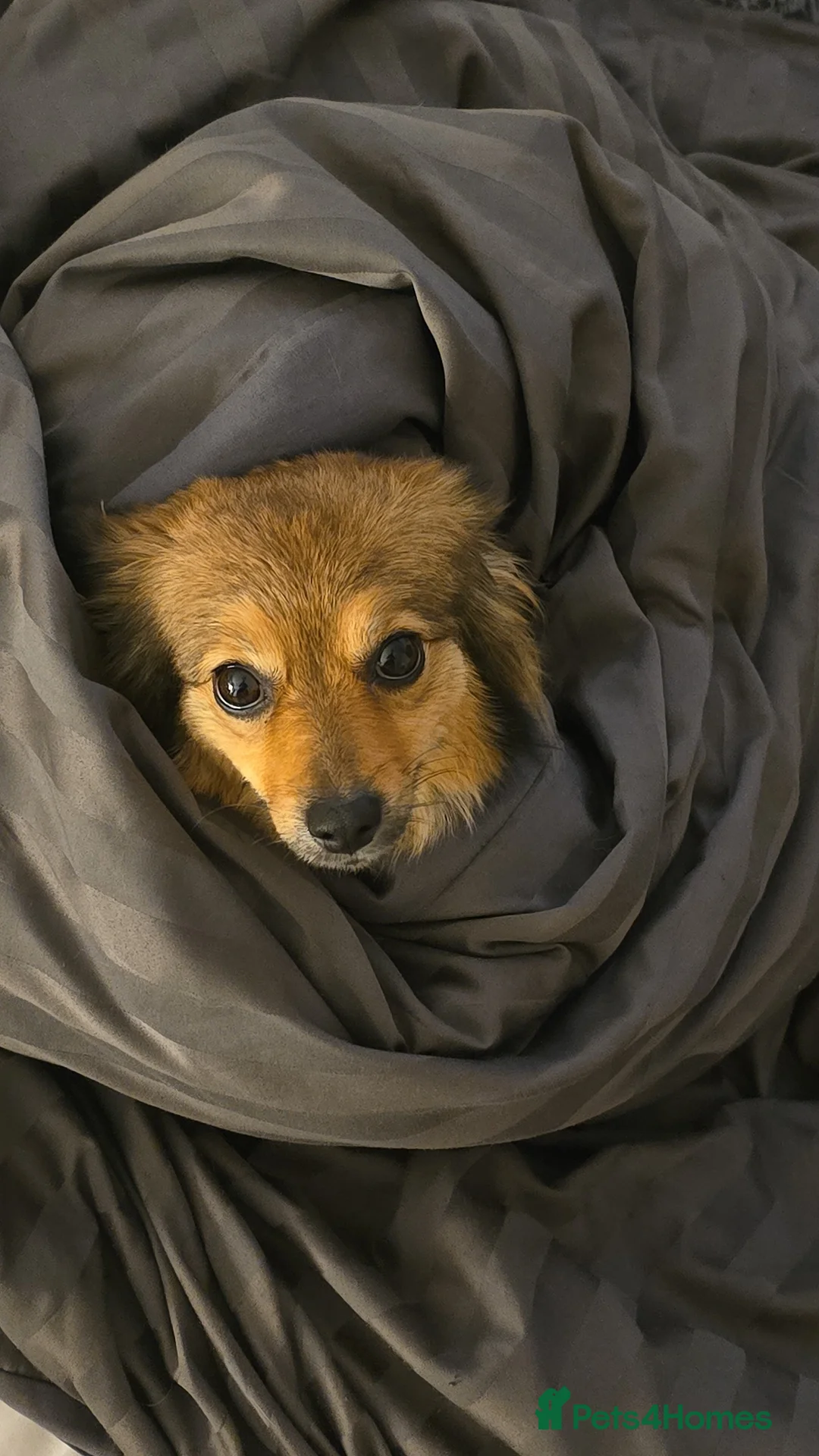 Mixed Breed dogs for sale: Pomeranian in Manchester - Advert 5