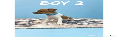 Jack Russell 2