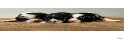 Cavalier King Charles Spaniel dogs for sale: KC CAVALIER KING CHARLES SPANIELS❤️ - Advert 1