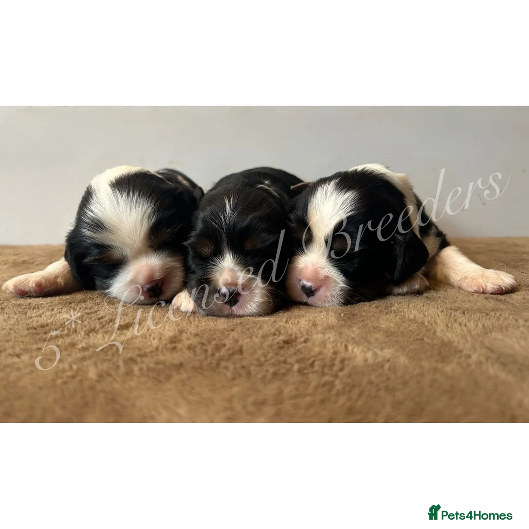 Cavalier King Charles Spaniel dogs for sale: KC CAVALIER KING CHARLES SPANIELS❤️ - Advert 1