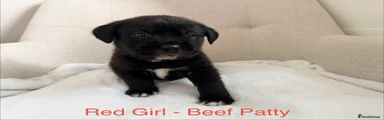 Beef Patty (Red Collar GIRL)
