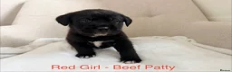 Mixed Breed dogs for sale: EXCLUSIVE LITTER: F1 Old English Bordeaux Puppies! - Advert 19