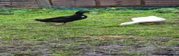 Ducks poultry for sale: Male and female bonded pair of ducks - Advert 5