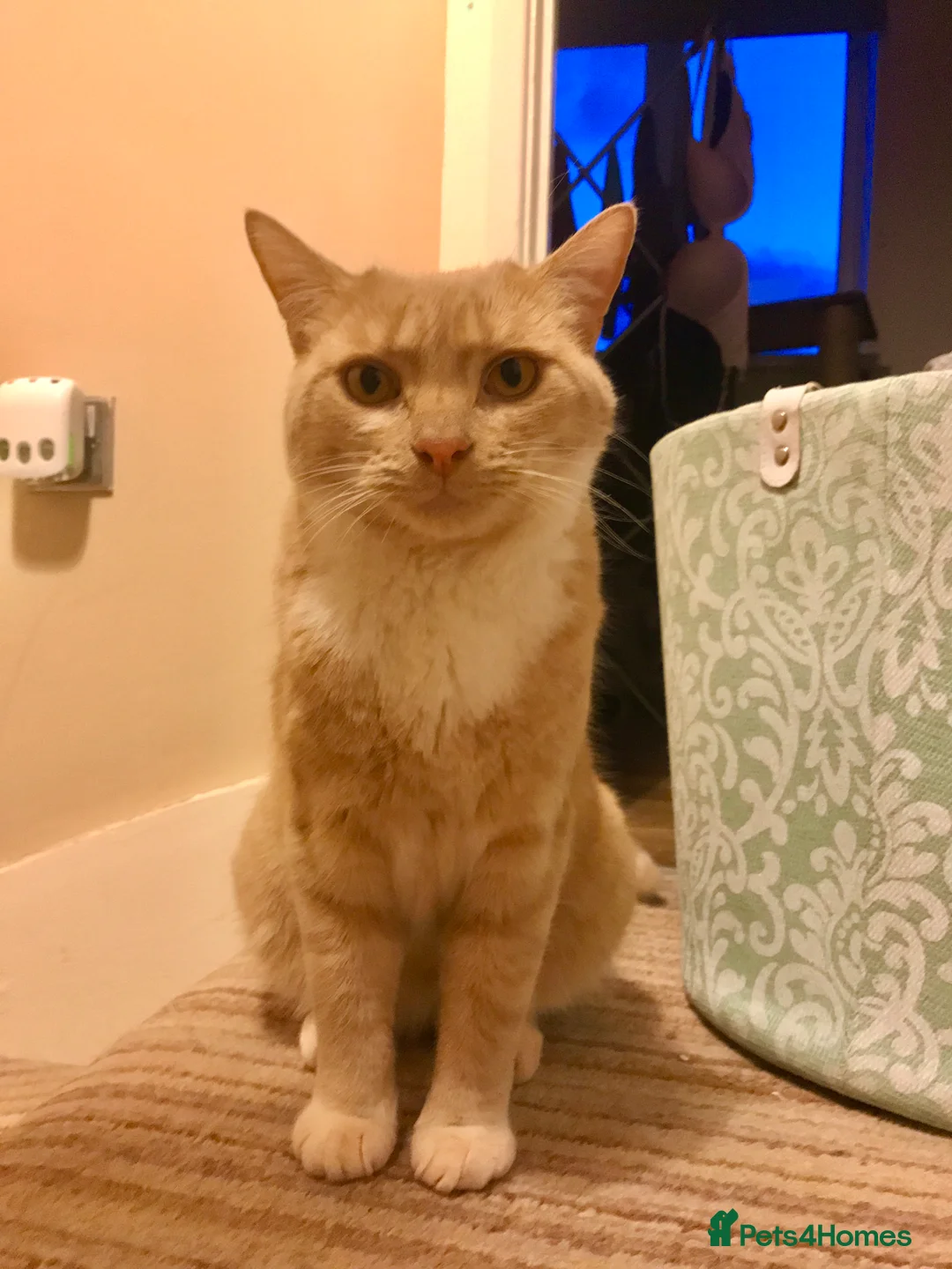 British Shorthair cats for sale: Rehoming our lovely lad Alfie - Advert 7