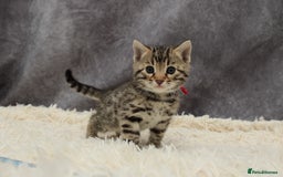 Bengal cats for sale: 🔥Stunning Bengals ready for reservation🔥 - Image 8