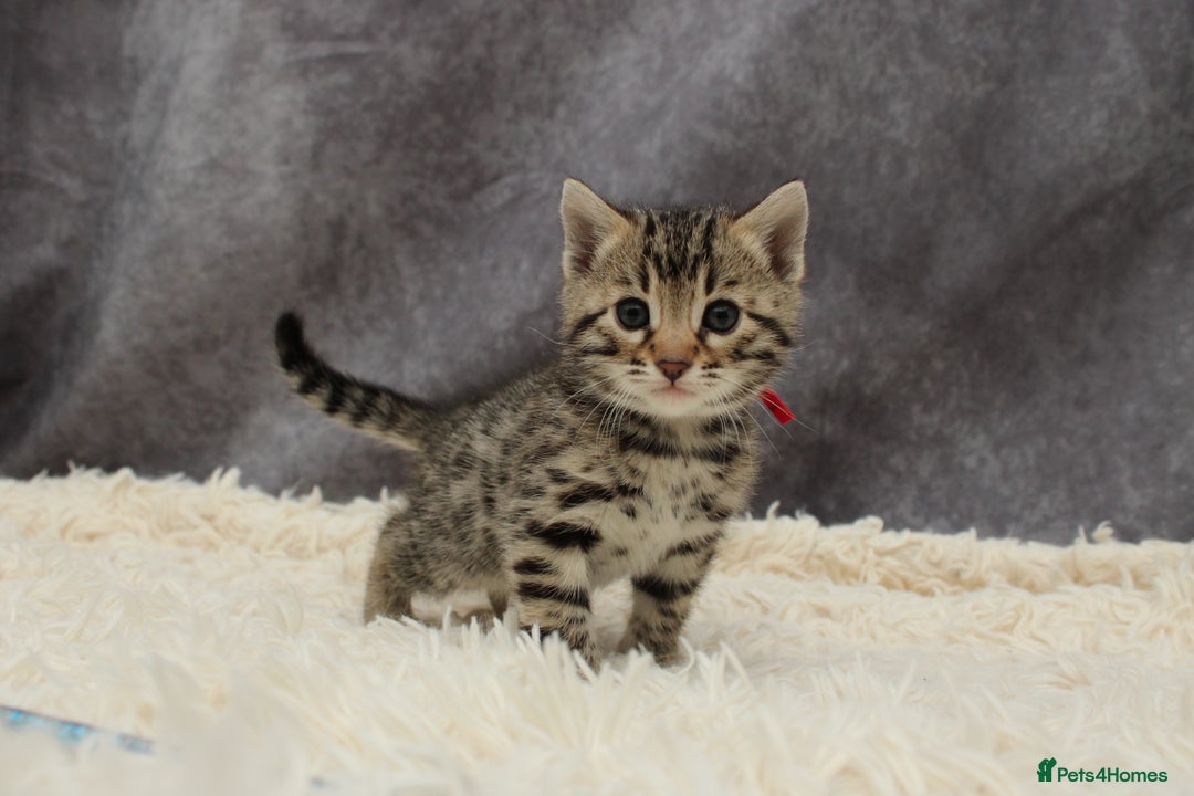 Bengal cats for sale: 🔥Stunning Bengals ready for reservation🔥 - Image 8