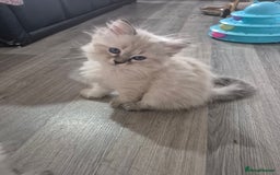 Siberian cats for sale: Pedigree Neva Masqurade/kittens - Image 4