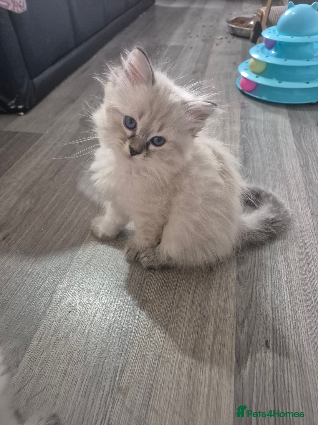 Siberian cats for sale: Pedigree Neva Masqurade/kittens - Image 4