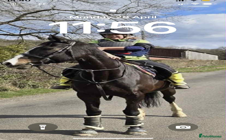 Irish Thoroughbred horses - Advert 1