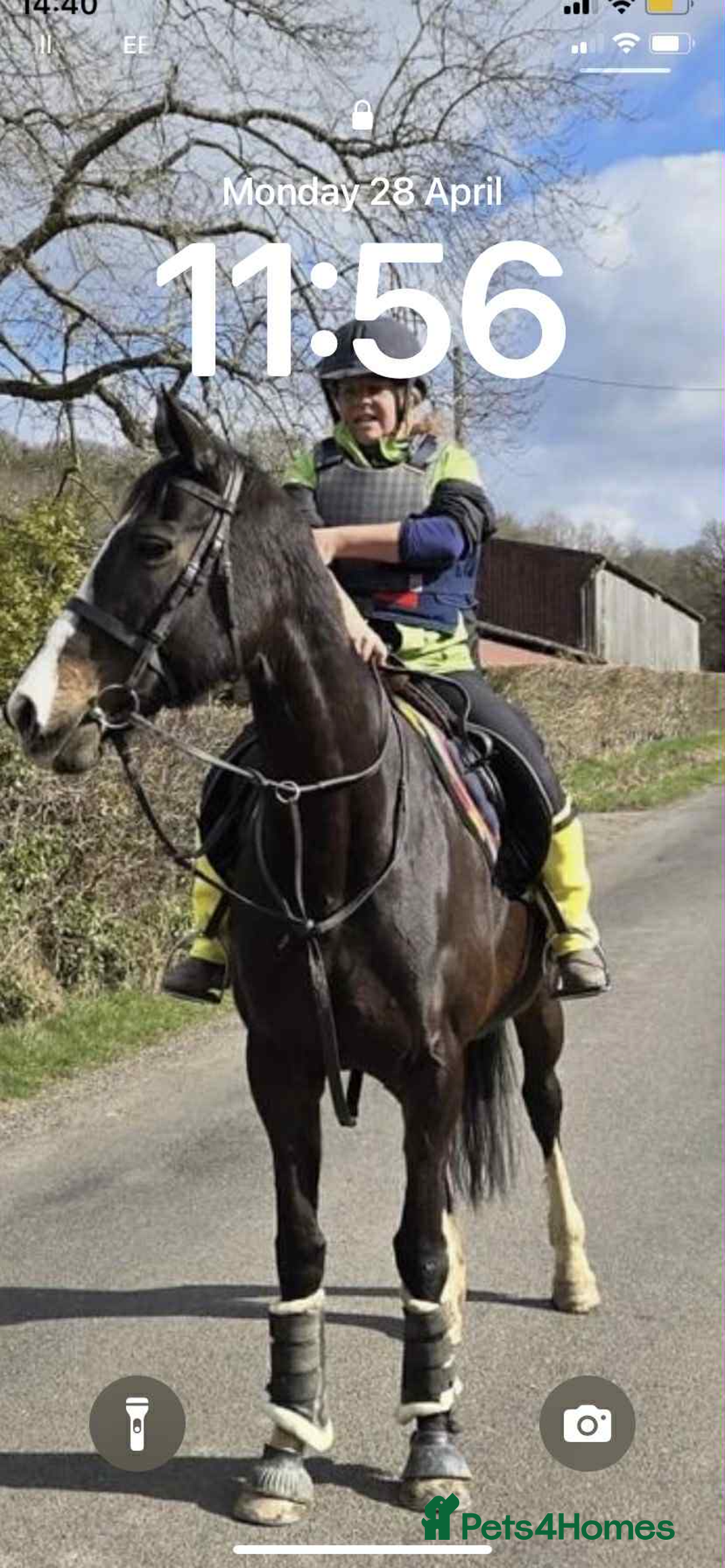 Irish Thoroughbred horses for sale: 16H TB Mare ex Racer excellent manners 16 years  - Image 1