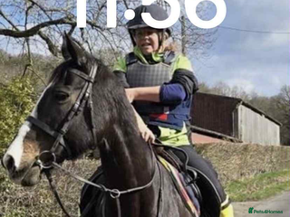 Irish Thoroughbred horses - Advert 20
