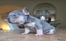 French Bulldog dogs for sale: Beautiful French bulldogs - Image 15