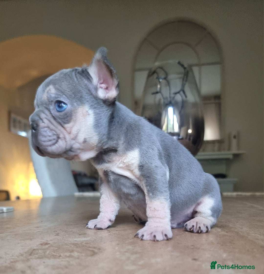 French Bulldog dogs for sale: Beautiful French bulldogs - Image 15