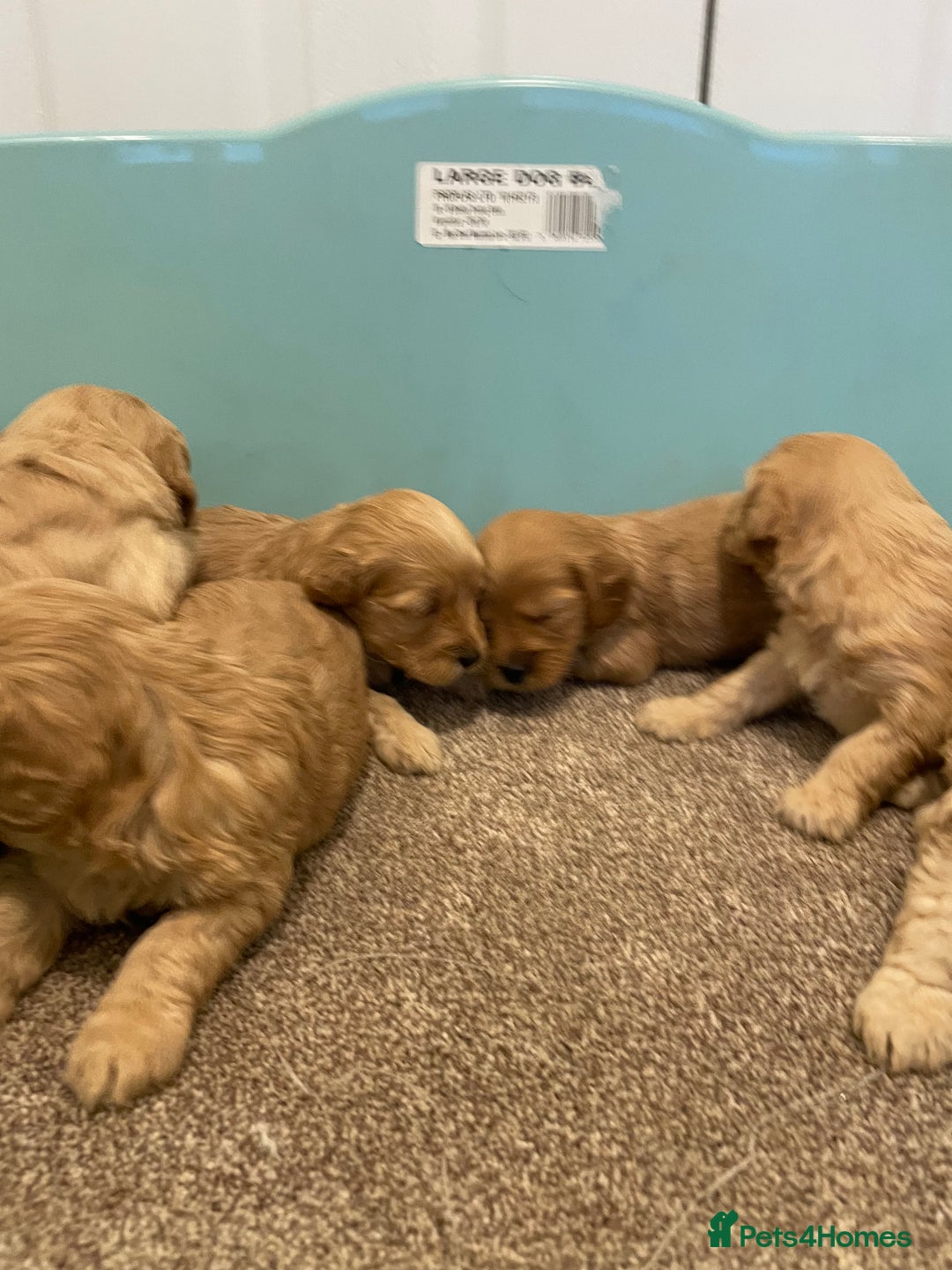 Cockapoo dogs for sale: P,r,a clear f1 cockpoo - Advert 7