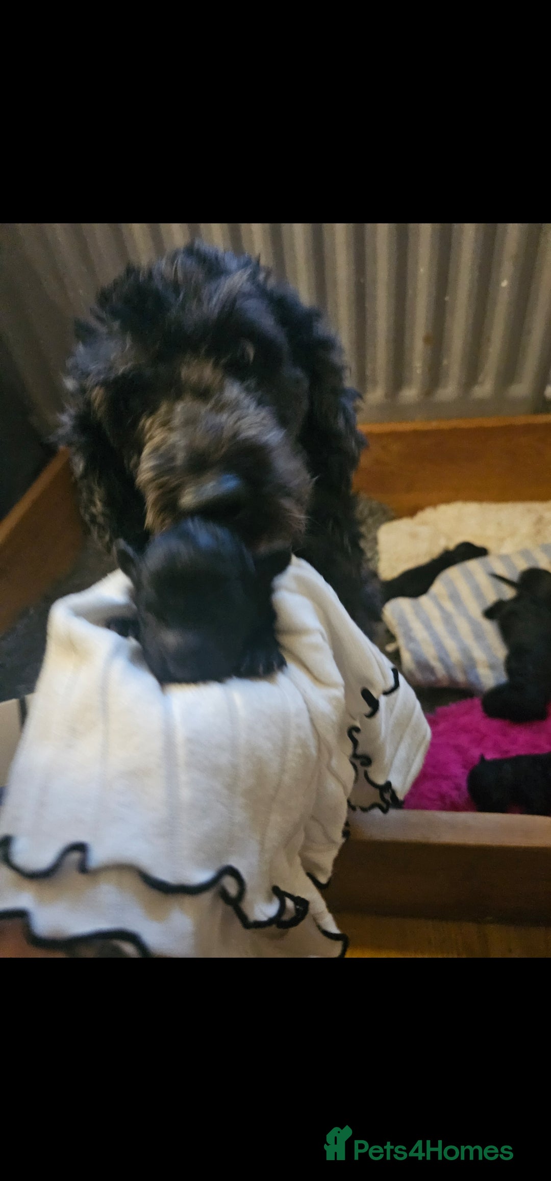 Cockapoo dogs for sale: Cockerpoo puppies - Advert 8