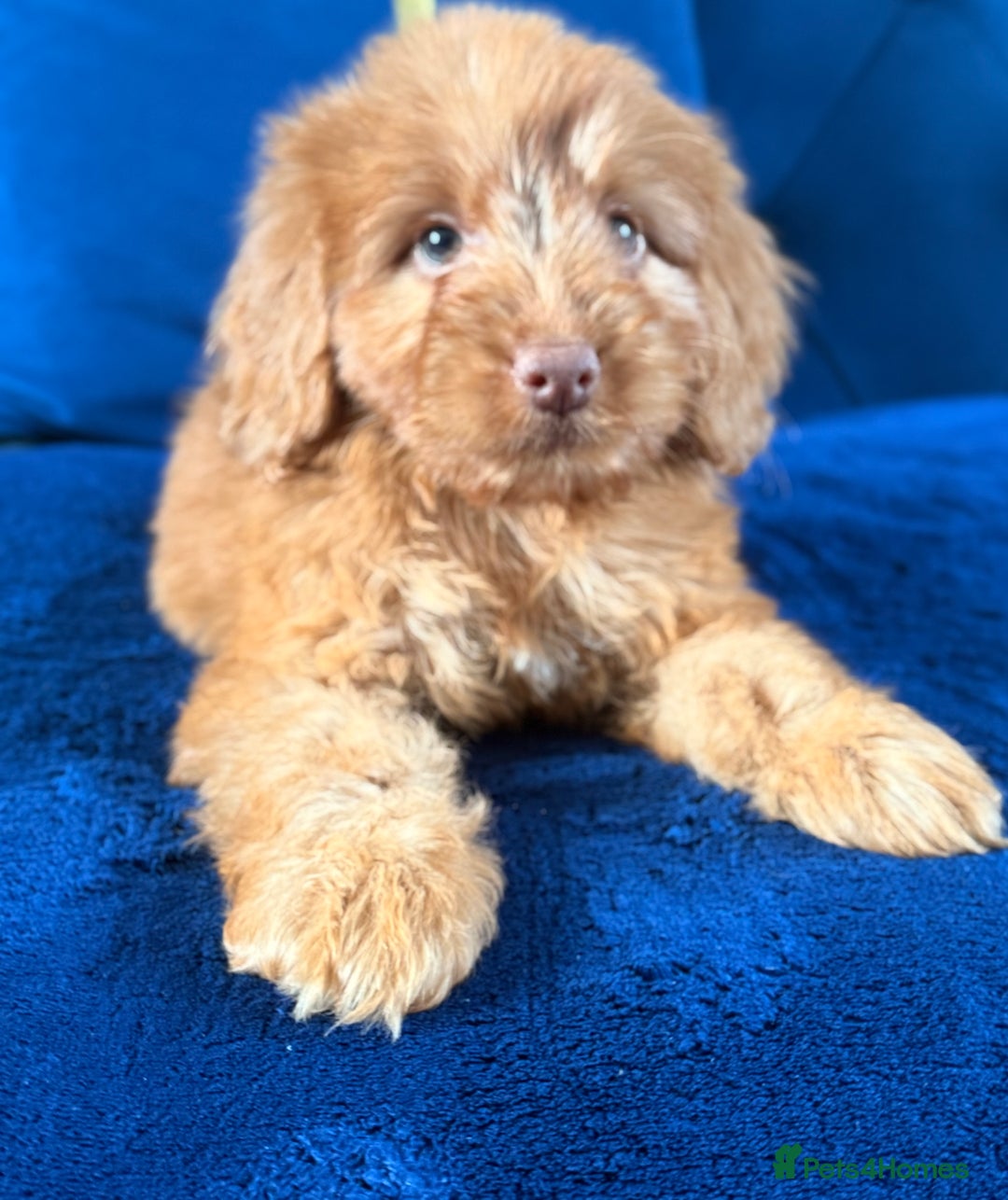 Cockapoo dogs for sale: Beautiful cockapoo puppies only  girls left  - Image 20