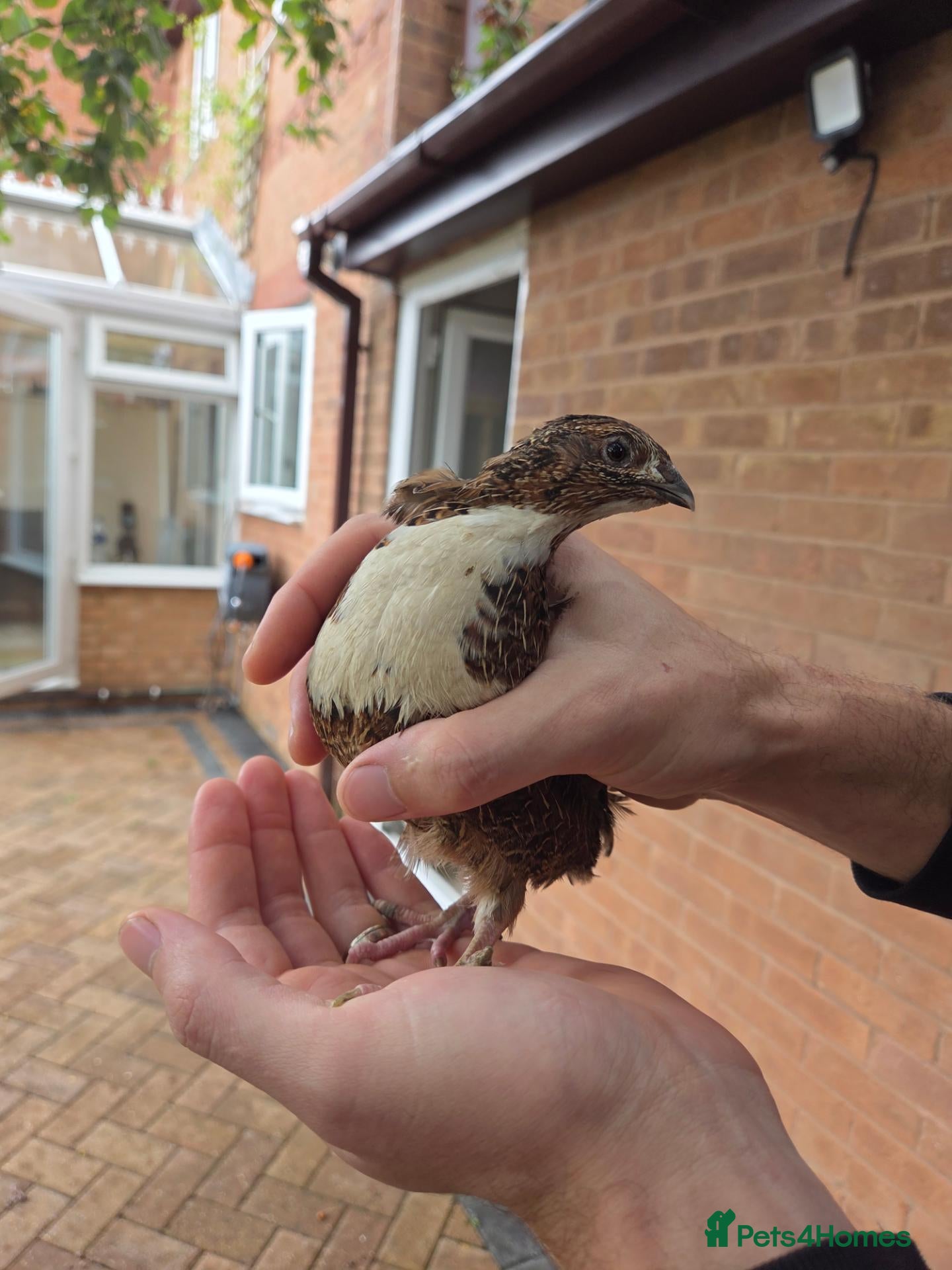 Quail poultry Male Countrix for sale - Advert 9