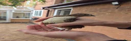 Quail poultry for sale: Male Countrix for sale in Northampton - Advert 1