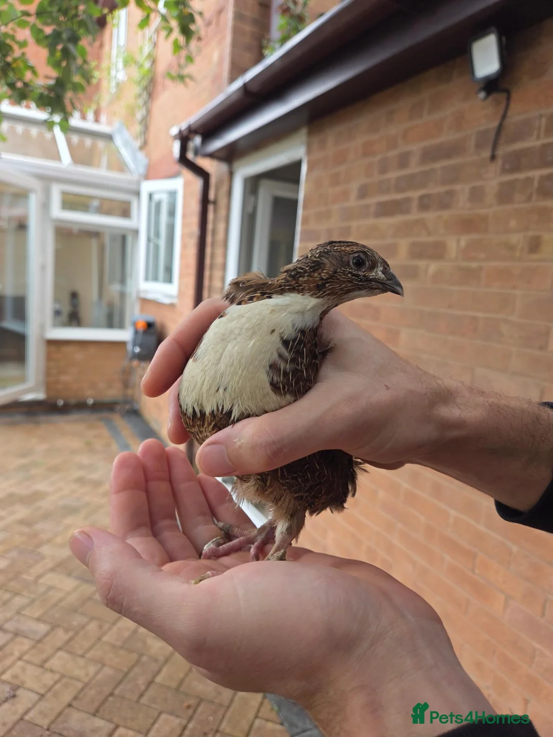 Quail poultry for sale: Male Countrix for sale in Northampton - Advert 1