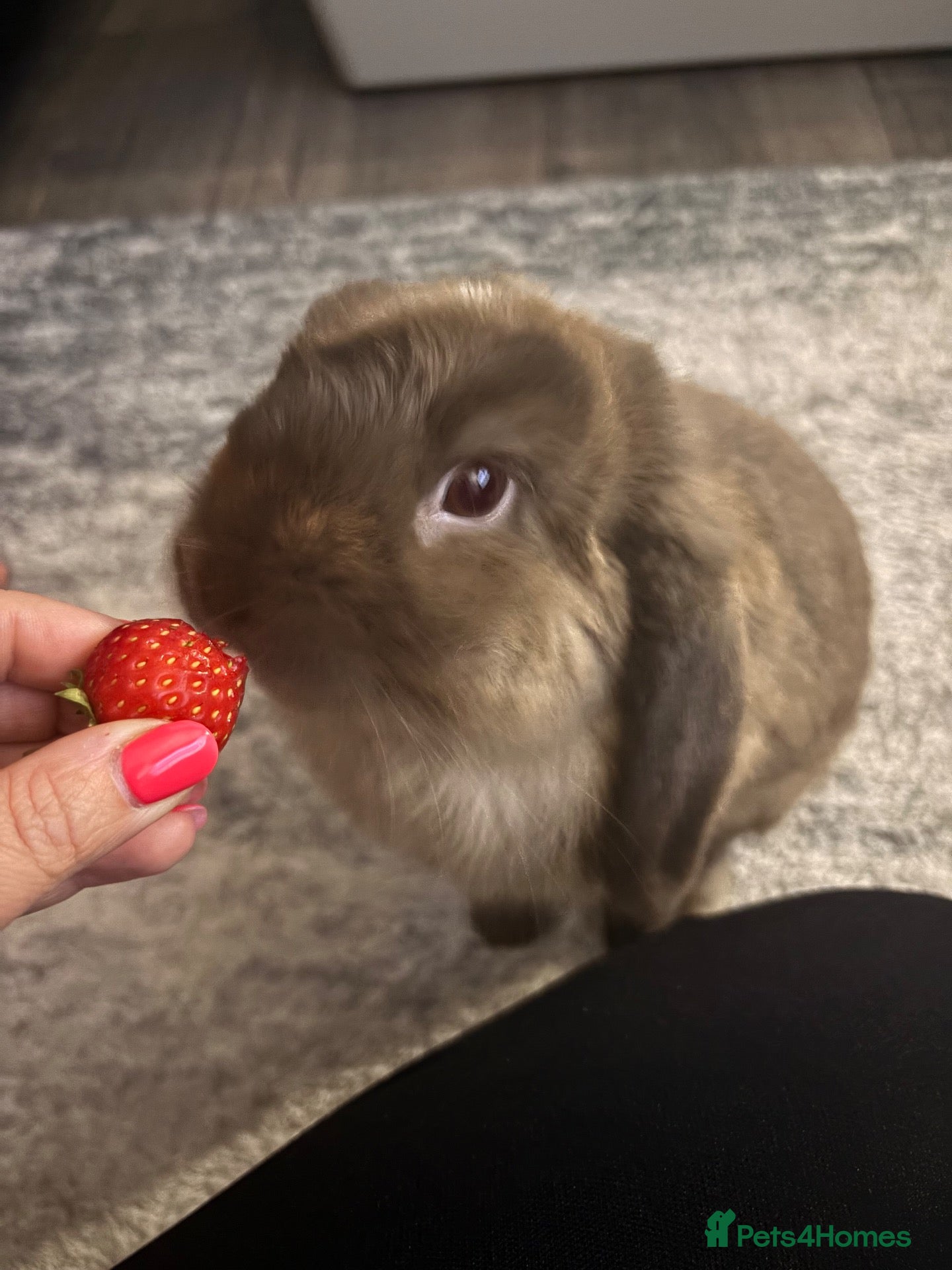 Mini Lop rabbits for sale: Rehoming our bunny  - Advert 2