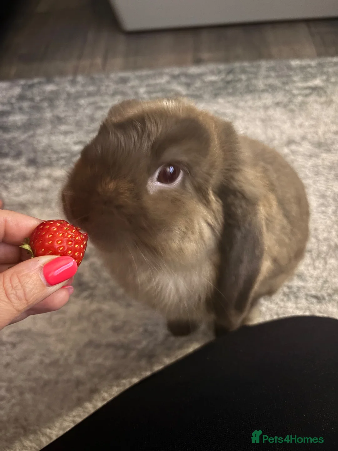 Mini Lop rabbits for sale: Rehoming our bunny  in Motherwell - Advert 1