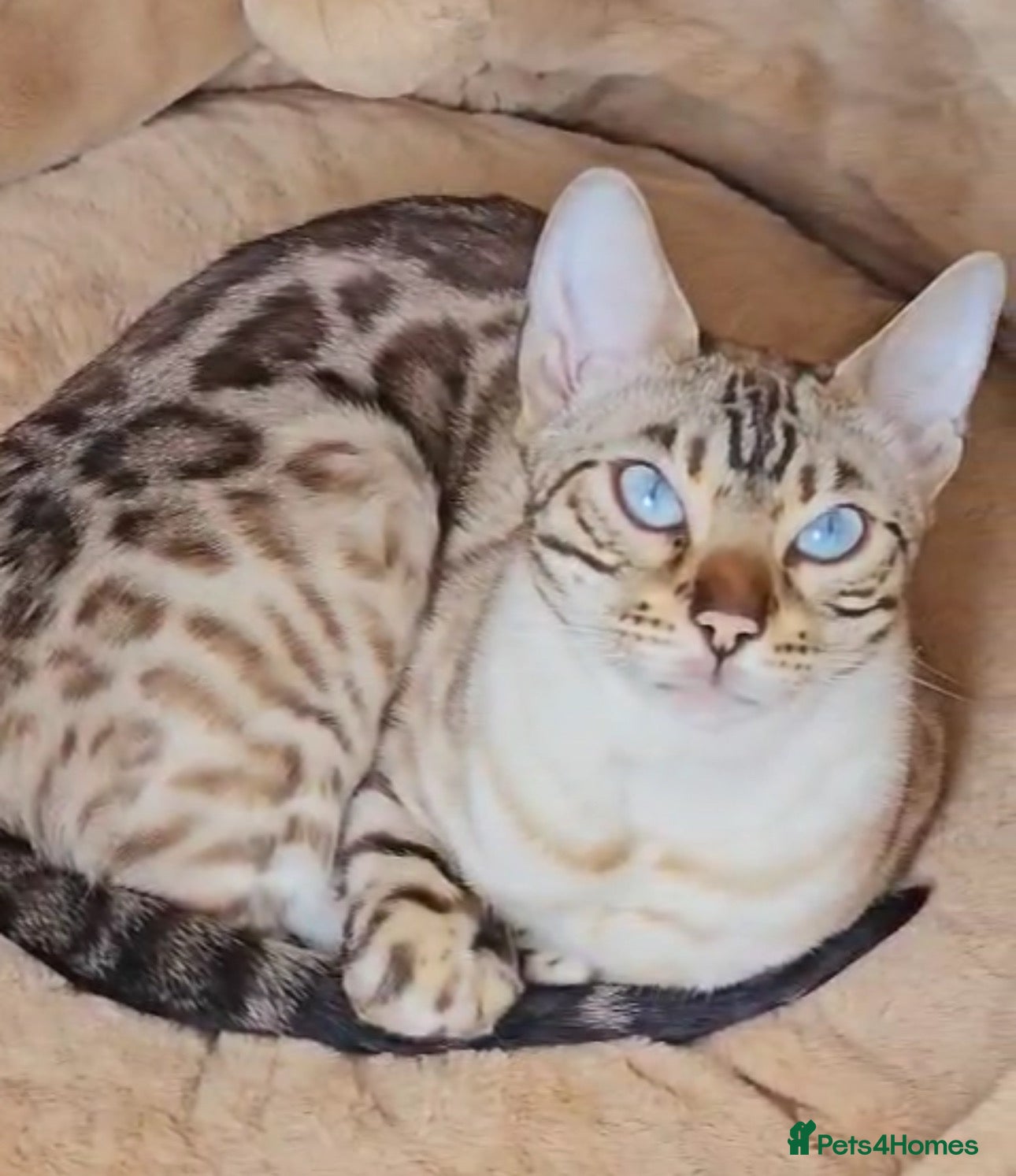 Bengal cats for sale: Pure breed bengal cat  - Advert 13