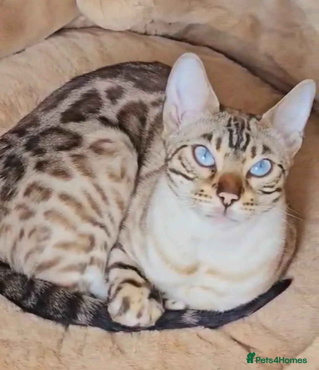 Bengal cats for sale: Pure breed bengal cat  - Advert 1