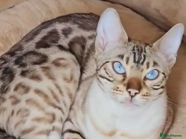 Bengal cats for sale: Pure breed bengal cat - Advert 2
