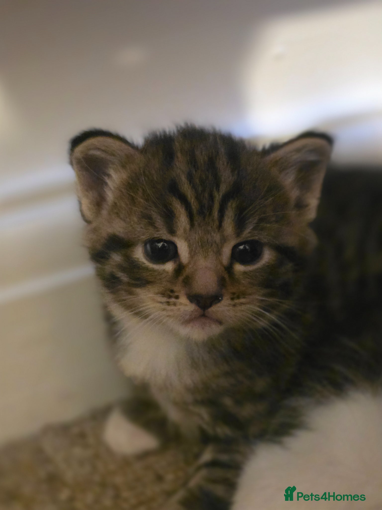 Mixed Breed cats for sale: 1 female kitten for sale - Advert 4