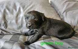 Labrador Retriever dogs for sale: KC Reg Labrador Puppies  - Image 5