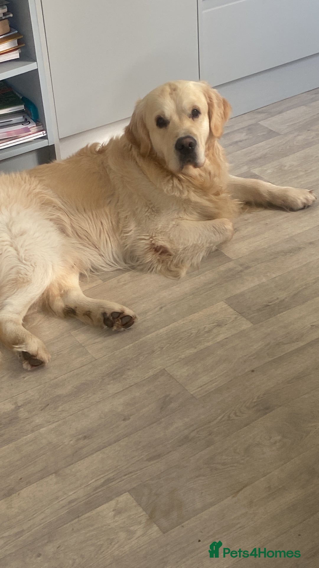 Golden Retriever dogs for stud: ORLAGOLD LUCK OF THE IRISH 🍀 (Duke) in Cheadle - Image 8