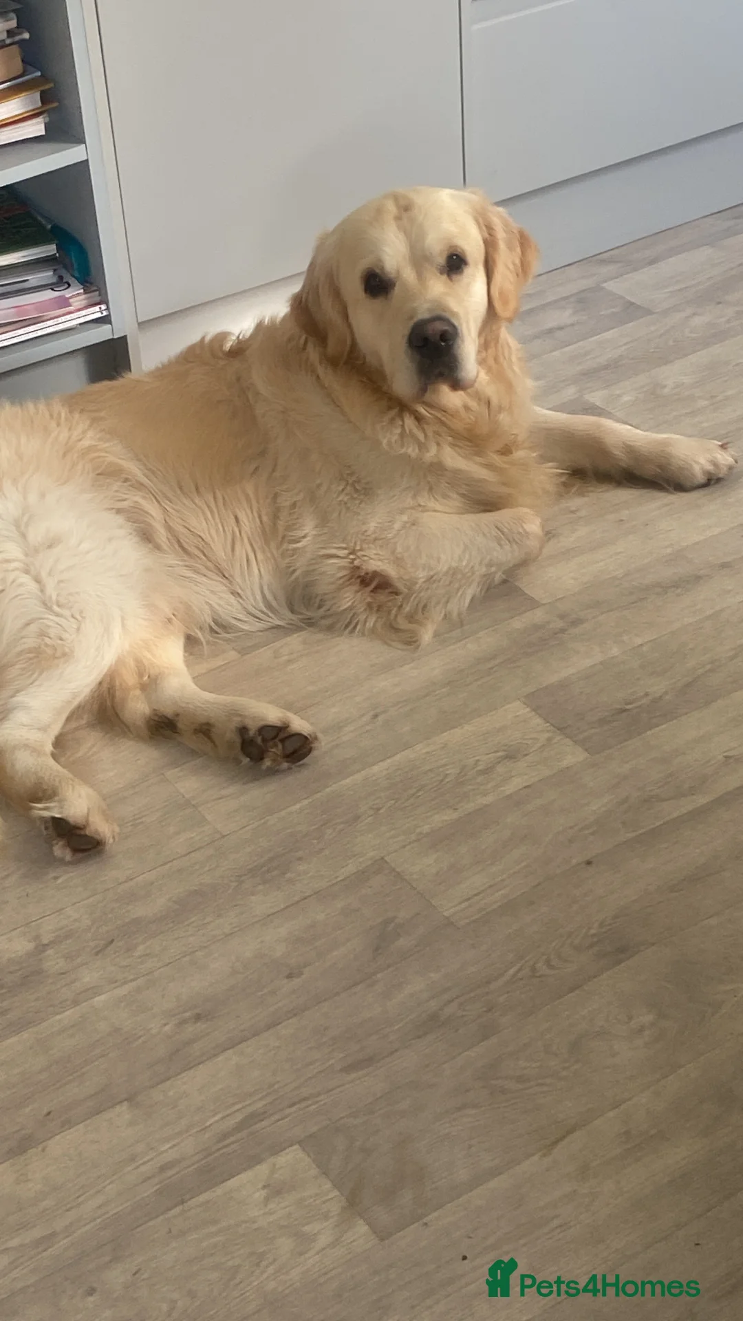 Golden Retriever dogs for stud: ORLAGOLD LUCK OF THE IRISH 🍀 (Duke) in Cheadle - Advert 7