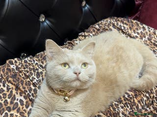 British Shorthair cats Beige British shorthair female - Advert 6