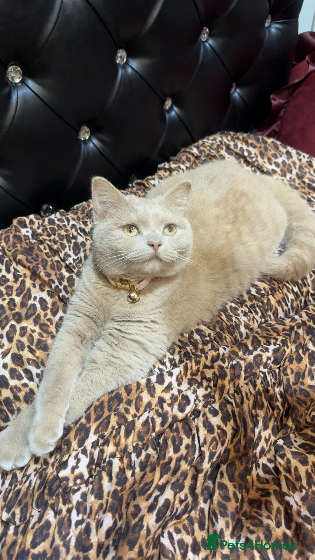 British Shorthair cats for sale: Beige British shorthair female  - Advert 1