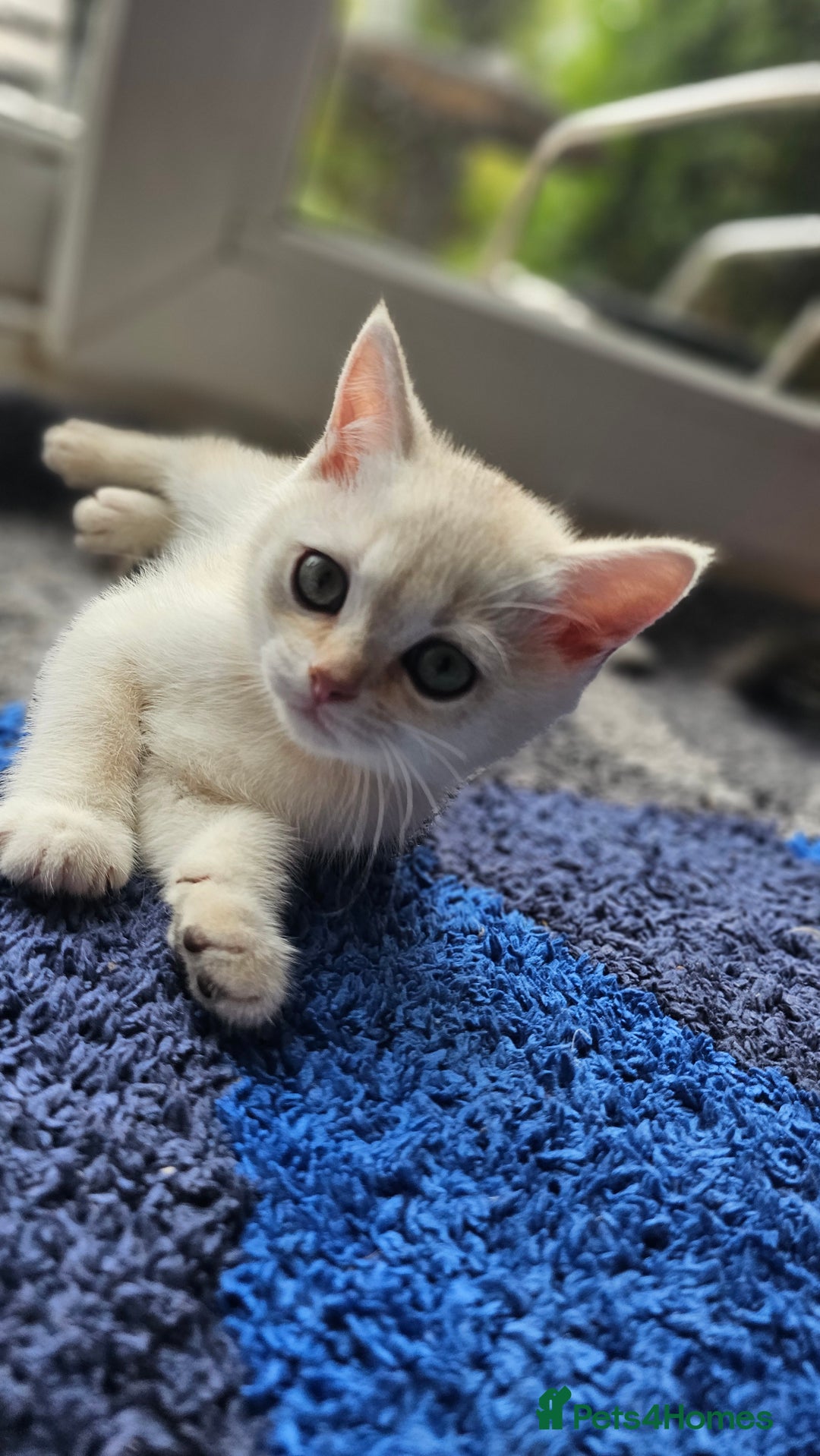 British Shorthair cats for sale: British Shorthair Kittens – Golden & Silver Shaded - Image 33